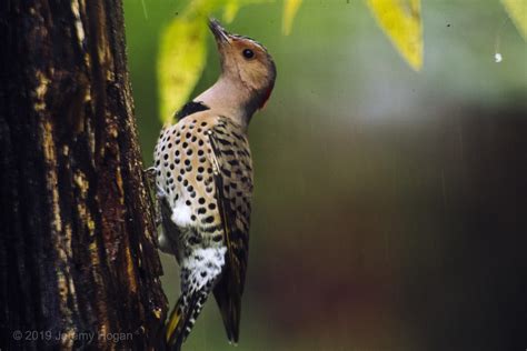 Autumn Birds Of Indiana The Bloomingtonian