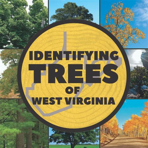 Buy Identifying Trees Of West Virginia A Simple Identification Guide