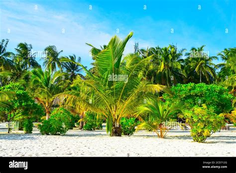 Sunny Beach With White Sand Coconut Palm Trees And Turquoise Sea
