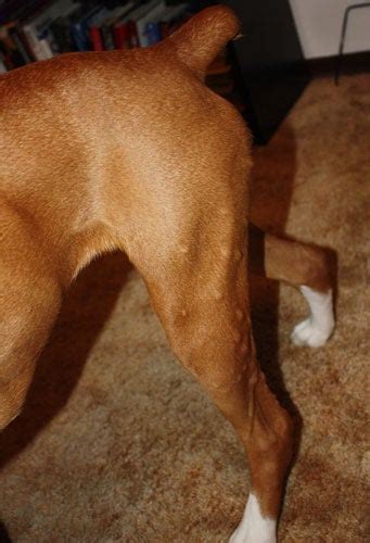 Bumps After Being Outside Boxer Forum Boxer Breed Dog Forums