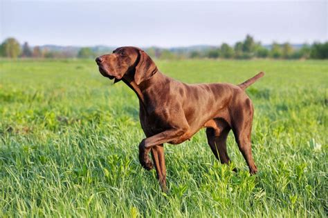 German Shorthaired Pointer Breed Guide Info Pictures Care And More