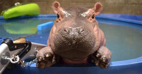 Fiona The Baby Hippo Is Making Some Major Moves Cbs New York