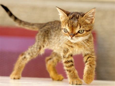 Down Syndrome Cat Kitten Bruno Rawls