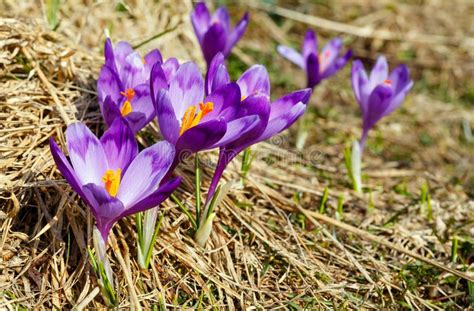 Purple Crocus Flowers On Spring Mountain Stock Photo Image Of