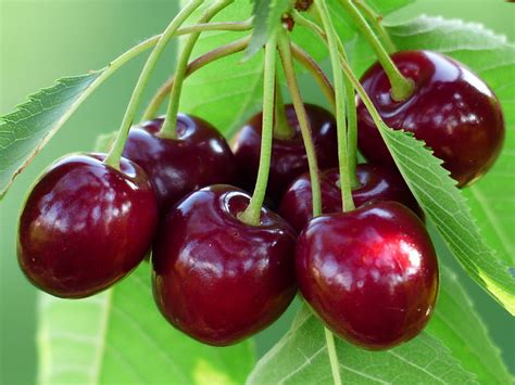 Free Photo Cherry Sweet Cherry Red Fruit Healthy Leaves Branch
