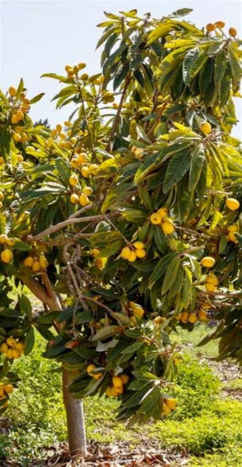 Loquat Tree Grow Loquats At Home For Bountiful Harvest