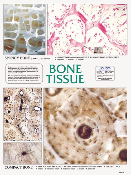 Wall Chart Bone Tissue