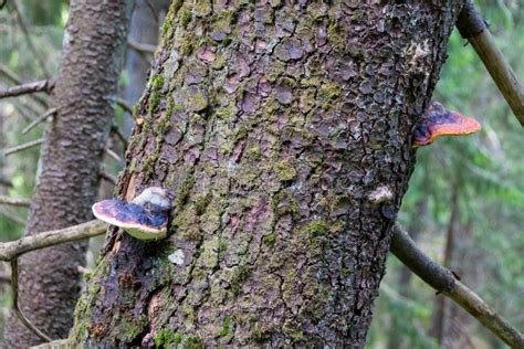 Pine Fungus On A Withered Tree Stock Image Image Of Mycology Fungi 215440985