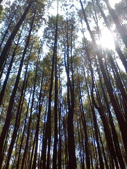 Menikmati Hening Dan Sejuknya Hutan Pinus Di Kawasan Imogiri Yogyakarta