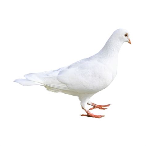 Download White Pigeon Free Download Image Hq Png Image In Different