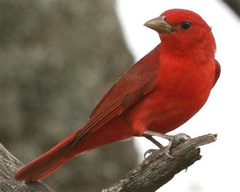 Pictures Of The Reddest Birds Worldwide Red Birds Red Pictures Red