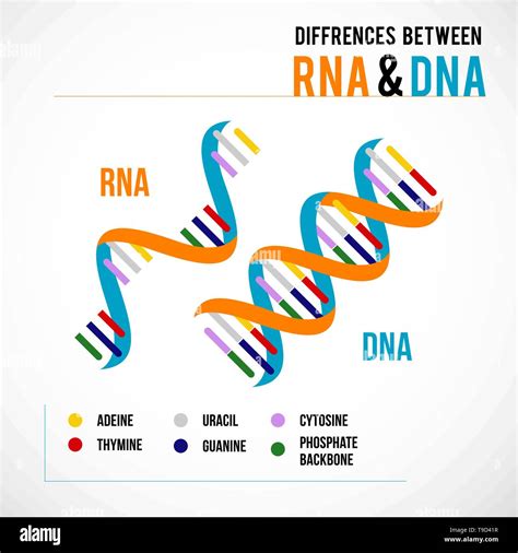 Differences Between Dna And Rna Vector Scientific Icon Spiral Of Dna