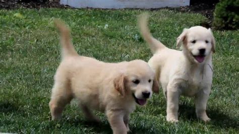 Recherche goldens is a dedicated english cream golden retriever breeder and trainer. English Cream Golden Retriever Puppies For Sale - YouTube