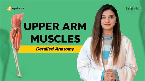 Upper Arm Muscles Anatomy Lecture For Medical Students Education V
