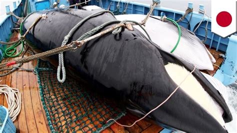 Japan Resumes Commercial Whaling After 31 Years Tomonews Youtube