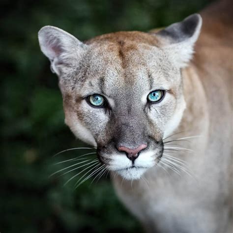 Pumas are territorial animals and territories depend on terrain, vegetation and the abundance of prey. Puma: o predador americano | COMUNIDADE ANIMAL