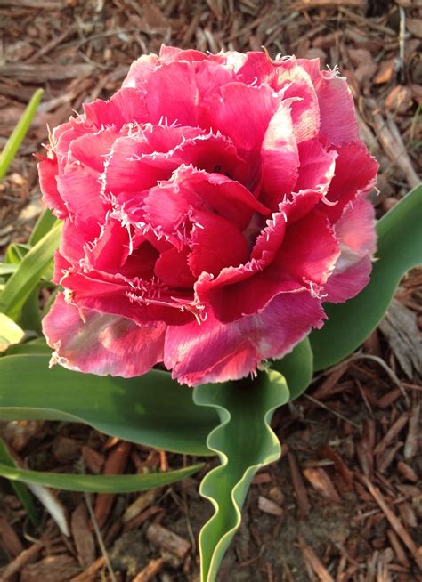 Peony Tulip I Bought From Botanica In 2015 Tulipani Bulbose