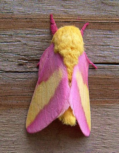 Pink And Yellow Rosy Maple Moth Moth Insects