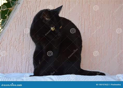 Elegant Black Cat On The Evening Watch Stock Photo Image Of Mammal