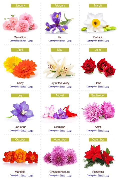 Petrine Mikaelsen Birthstones And Flowers By Month Birthstone