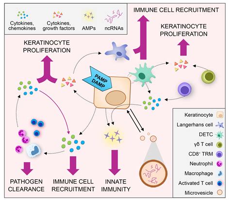 Ijms Free Full Text The Immune Functions Of Keratinocytes In Skin