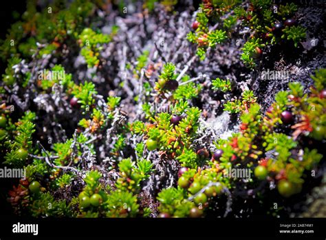 Black Norwegian Crowberry Wild Fruits And Plants In Norway Stock Photo