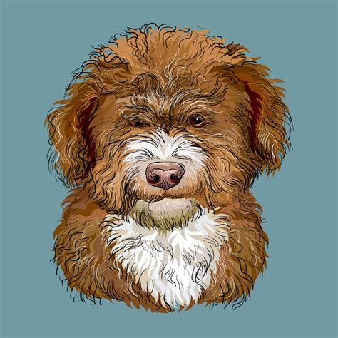Barbet Hand Drawing Dog Color Vector Isolated Illustration Stock Vector