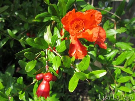 This domain is for use in illustrative examples in documents. Deer Resistant Plants for Austin and Central Texas! | Lisa ...