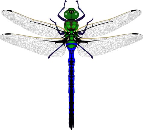 Download Dragonfly Green Insect Royalty Free Stock Illustration