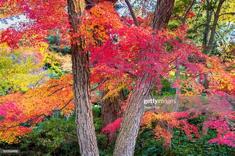 Vivid Japanese Maple Tree Fall Colors High Res Stock Photo