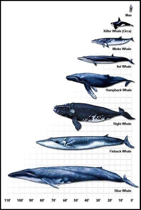 Whale Scaling Fact Sheet Whale Whale Chart Blue Whale