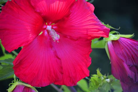 Maybe you would like to learn more about one of these? Flowers in St Louis | Flowers, Rose, Plants