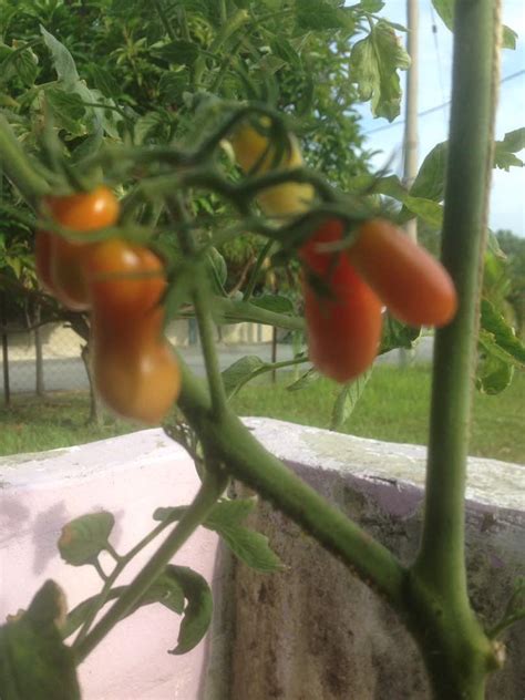 Walaupun penampilannya eksotik, tomato tidak sukar ditanam dan ditanam. Putik Buah Tomato Ceri - ohlembab