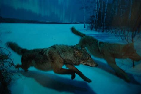 Two Wolves 1080p 2k 4k 5k Hd Wallpapers Free Download Wallpaper Flare