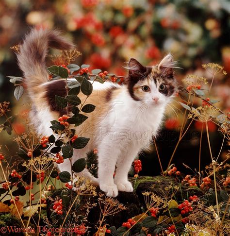 Cat Among Autumn Berries Photo Wp06030