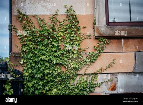 Green Ivy Leaves Climbing Brick House Wall In Scotland Stock Photo Alamy