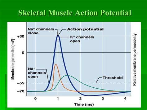 Action Potential And Muscle Contractionphysiology Platform Cme