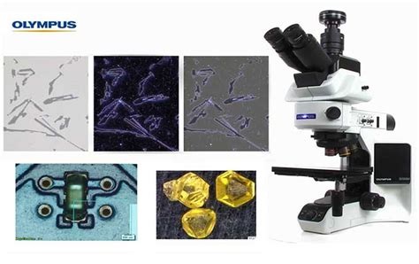 What Does A Compound Light Microscope Help You Do