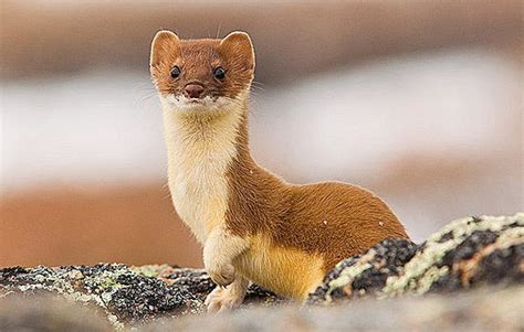 Weasel Funny Animal Pictures Pinterest