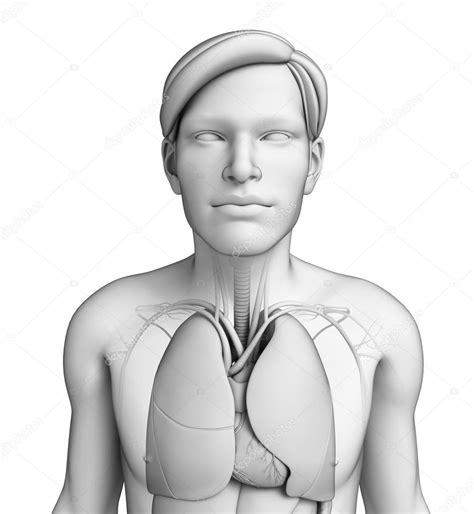Sistema Respiratório Do Corpo Humano Fotos Imagens De © Pixdesign123