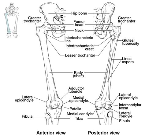 Neck Of Femur Anatomy Anatomical Charts And Posters