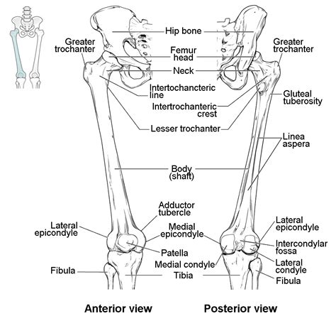 Bones Of The Lower Limb Anatomy And Physiology I