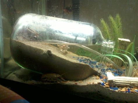 Under Water Dry Zone For Fiddler Crabs Fish Tanks Diy Aquarium
