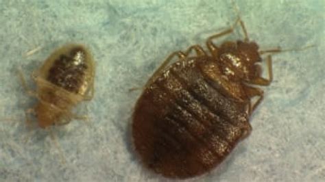 Holy Heart High School Principal Hopes Bed Bug Scare Was One Off Cbc News