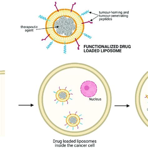 Mechanism Of Action Of Drug Loaded Liposomes Liposomes Are Loaded With