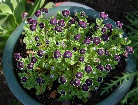 Idealnya perbandingan antara diameter pot dan juga tinggi tanaman yaitu 1:2. Cara Menanam Bunga Nemophila (Baby Blue Eyes) - BibitBunga.com