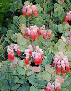 Comes in a nursery pot, packed safely. Kalanchoe longiflora var coccinea | My Succulent ...