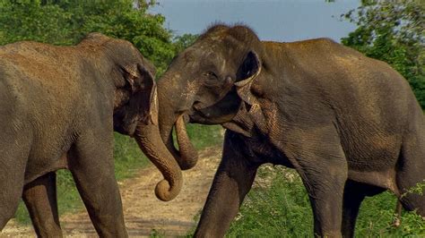Male Elephants Fight For Dominance Bbc Earth Youtube