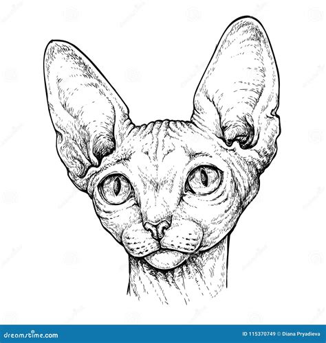 Retrato Dibujado Mano Del Gato Lindo De La Esfinge Ejemplo Del Vector