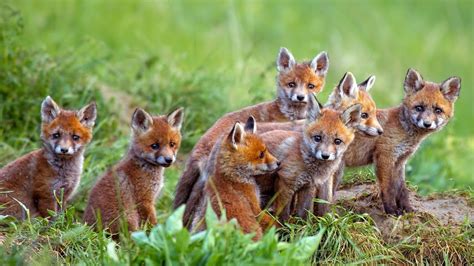 What Is A Group Of Foxes Called Wildlifegrow